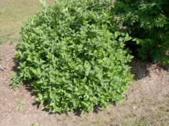 Sibirische Blaubeere "Blue Velvet" Lonicera Kamtschatica `Blue Velvet´ 7 Sibirische Blaubeere "Blue Velvet" Lonicera Kamtschatica `Blue Velvet´ -Pflanzen Verkauf Blue Velvet Kordes Jungpflanzen