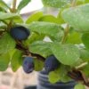 Sibirische Blaubeere "Blue Velvet" Lonicera Kamtschatica `Blue Velvet´ 2 Sibirische Blaubeere "Blue Velvet" Lonicera Kamtschatica `Blue Velvet´ -Pflanzen Verkauf Blue velvet sibirischie blaubeere