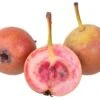 Sommer-Blut-Birne Pyrus Communis 1 Sommer-Blut-Birne Pyrus Communis -Pflanzen Verkauf Blutbirne1