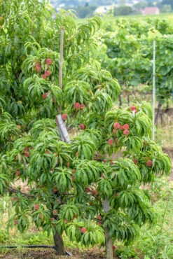 Zwergpfirsich `Bonanza´ Prunus Persica 8 Zwergpfirsich `Bonanza´ Prunus Persica -Pflanzen Verkauf Bonanza