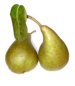 Bosc´s Flaschenbirne Pyrus Communis `Bosc´s Flaschenbirne´ 5 Bosc´s Flaschenbirne Pyrus Communis `Bosc´s Flaschenbirne´ -Pflanzen Verkauf Boscs Flaschenbirne1