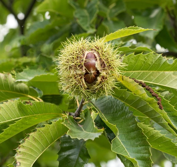 Esskastanie `Bouche De Betizac´ 150-175cm Castanea Sativa `Bouche De Betizac´ 3 Esskastanie `Bouche De Betizac´ 150-175cm Castanea Sativa `Bouche De Betizac´