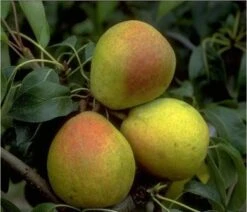 Bunte Julibirne Pyrus Communis `Bunte Julibirne´