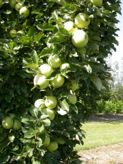 Zwergapfel `Cactus´ Malus Domestica `Cactus´ 9 Zwergapfel `Cactus´ Malus Domestica `Cactus´ -Pflanzen Verkauf Cactus 1