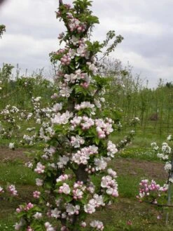 Zwergapfel `Cactus´ Malus Domestica `Cactus´ 8 Zwergapfel `Cactus´ Malus Domestica `Cactus´ -Pflanzen Verkauf Cactus2