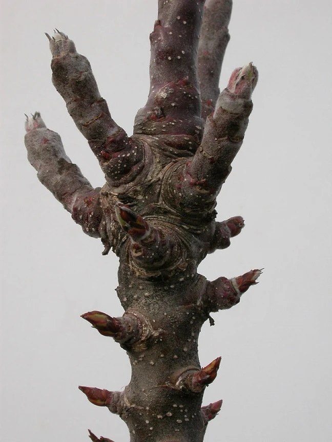 Zwergapfel `Cactus´ Malus Domestica `Cactus´ 4 Zwergapfel `Cactus´ Malus Domestica `Cactus´ – Bild 2