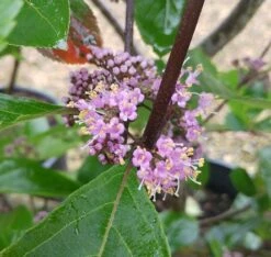 Schönfrucht, Liebesperlenstrauch Callicarpa Bodinieri `Profusion´ 8 Schönfrucht, Liebesperlenstrauch Callicarpa Bodinieri `Profusion´ -Pflanzen Verkauf Callicarpa Sch nfrucht Bl te