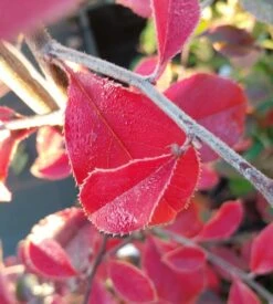 Chinesische Quitte / Holzquitte Pseudocydonia Sinensis 12 Chinesische Quitte / Holzquitte Pseudocydonia Sinensis -Pflanzen Verkauf Chinesische Quitte Holzquitte Pseudocydonia