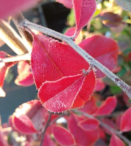 Chinesische Quitte / Holzquitte Pseudocydonia Sinensis 7 Chinesische Quitte / Holzquitte Pseudocydonia Sinensis – Bild 5