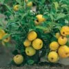 Nordische Zitrone, Zierquitte `Cido´ Chaenomeles Japonica `Cido´ 2 Nordische Zitrone, Zierquitte `Cido´ Chaenomeles Japonica `Cido´ -Pflanzen Verkauf Cido