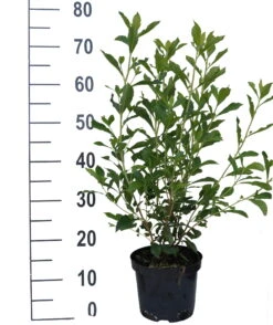 Zimterle - Clethra Clethra Alnifolia 9 Zimterle - Clethra Clethra Alnifolia -Pflanzen Verkauf Clethra Ruby Spice