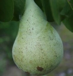 Condo Pyrus Communis `Condo´ 6 Condo Pyrus Communis `Condo´ -Pflanzen Verkauf Condo Birne 1