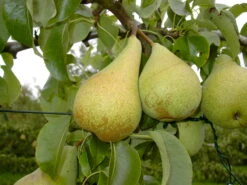 Condo Pyrus Communis `Condo´ 7 Condo Pyrus Communis `Condo´ -Pflanzen Verkauf Condo 3