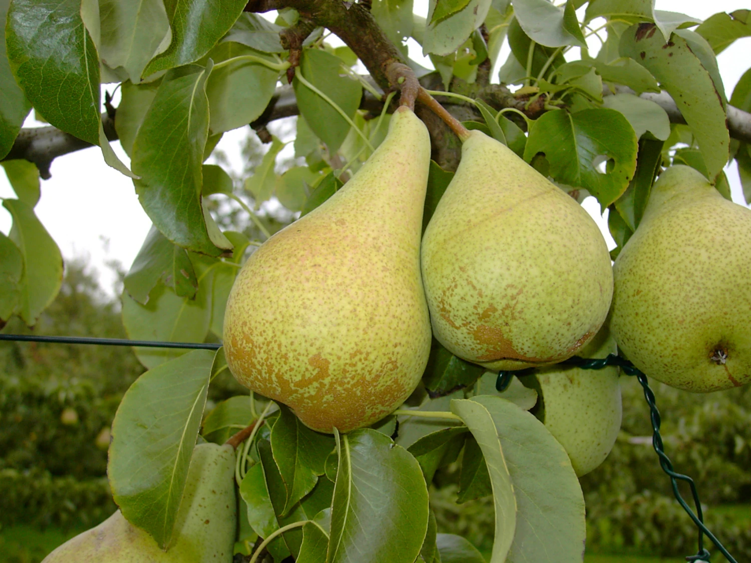 Condo Pyrus Communis `Condo´ 5 Condo Pyrus Communis `Condo´ – Bild 3