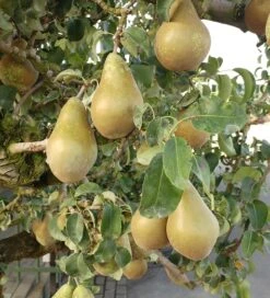 Conference Pyrus Communis `Conference 8 Conference Pyrus Communis `Conference -Pflanzen Verkauf Conference Birne