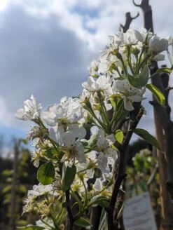 Conference Pyrus Communis `Conference 9 Conference Pyrus Communis `Conference -Pflanzen Verkauf Conference Bl te