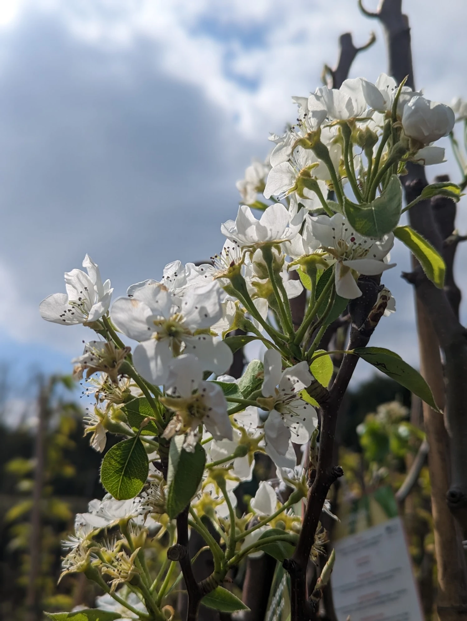 Conference Pyrus Communis `Conference 6 Conference Pyrus Communis `Conference – Bild 4