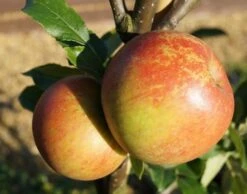 Cox Orangenrenette Malus Domestica