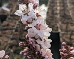 Zwergpfirsich `Crimson Bonfire´ Prunus Persica `Crimson Bonfire´ 9 Zwergpfirsich `Crimson Bonfire´ Prunus Persica `Crimson Bonfire´ -Pflanzen Verkauf Crimson Bonfire