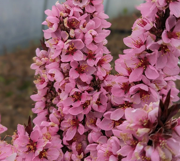 Zwergpfirsich `Crimson Bonfire´ Prunus Persica `Crimson Bonfire´ 4 Zwergpfirsich `Crimson Bonfire´ Prunus Persica `Crimson Bonfire´ – Bild 2