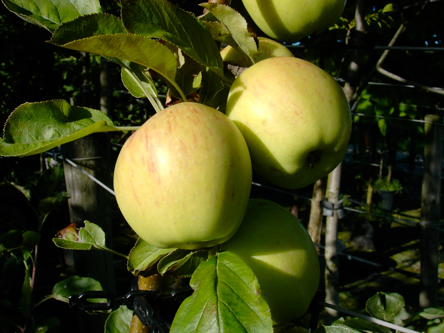Dülmener Rosenapfel Malus Domestica 4 Dülmener Rosenapfel Malus Domestica – Bild 2