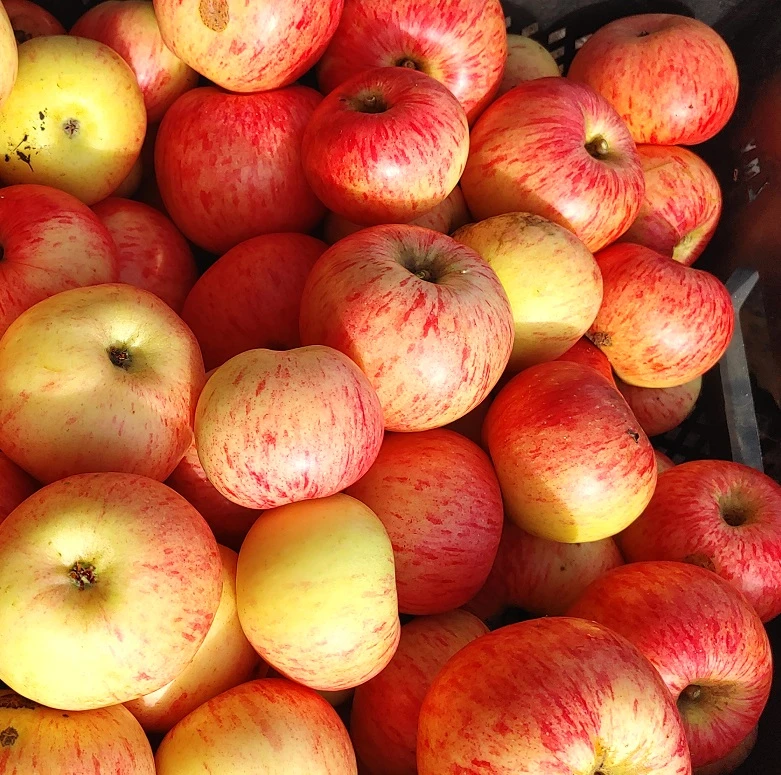 Dülmener Rosenapfel Malus Domestica 3 Dülmener Rosenapfel Malus Domestica