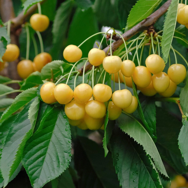 Dönissen´s Gelbe Knorpelkirsche Prunus Avium `Dönissen´s Gelbe Knorpelkirsche´ 3 Dönissen´s Gelbe Knorpelkirsche Prunus Avium `Dönissen´s Gelbe Knorpelkirsche´