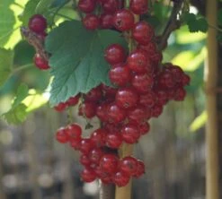 Rolan Ribes Rubrum `Rolan´ 9 Rolan Ribes Rubrum `Rolan´ -Pflanzen Verkauf DSC01666