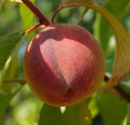 Pfirsich Red Haven Prunus Persica `Red Haven´ 9 Pfirsich Red Haven Prunus Persica `Red Haven´ – Bild 7