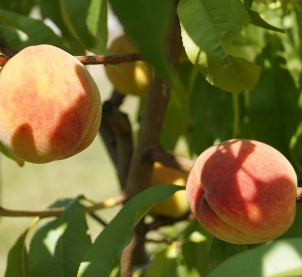Pfirsich Red Haven Prunus Persica `Red Haven´ 8 Pfirsich Red Haven Prunus Persica `Red Haven´ – Bild 6