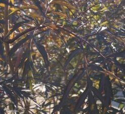 Holunder Black Lace ® Sambucus Nigra `Black Lace´ 14 Holunder Black Lace ® Sambucus Nigra `Black Lace´ -Pflanzen Verkauf DSC01980