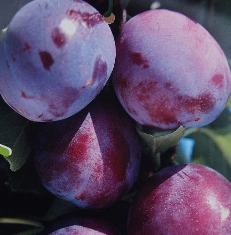 Säulenzwetsche `Herman´ Prunus Domestica `Herman´ 3 Säulenzwetsche `Herman´ Prunus Domestica `Herman´