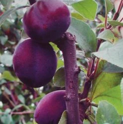 Säulenzwetsche `Top´ 150-175cm Prunus Domestica `Top´