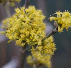 Großfrüchtige Kornelkirsche `Schönbrunner Gourmet Dirndl´ Cornus Mas `Schönbrunner Gourmetdirndl´ 10 Großfrüchtige Kornelkirsche `Schönbrunner Gourmet Dirndl´ Cornus Mas `Schönbrunner Gourmetdirndl´ -Pflanzen Verkauf DSC02022