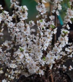 Nankingkirsche `Orient´ Prunus Tomentosa Orient -Pflanzen Verkauf DSC02034