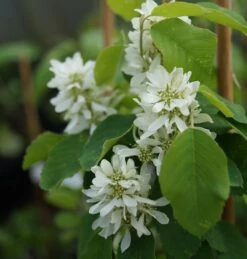 Saskatoon Berry Amelanchier Alnifolia `Saskatoon Berry´ 10 Saskatoon Berry Amelanchier Alnifolia `Saskatoon Berry´ -Pflanzen Verkauf DSC02071