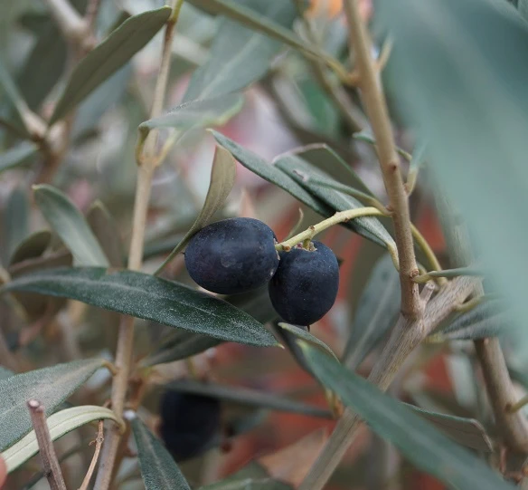 Olivenbaum - Stämmchen Olea Europaea 3 Olivenbaum - Stämmchen Olea Europaea