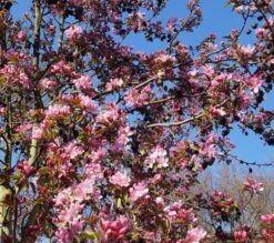 Säulenzierapfel "Red Obelisk" Malus `Red Obelisk´ -Pflanzen Verkauf DSC02327