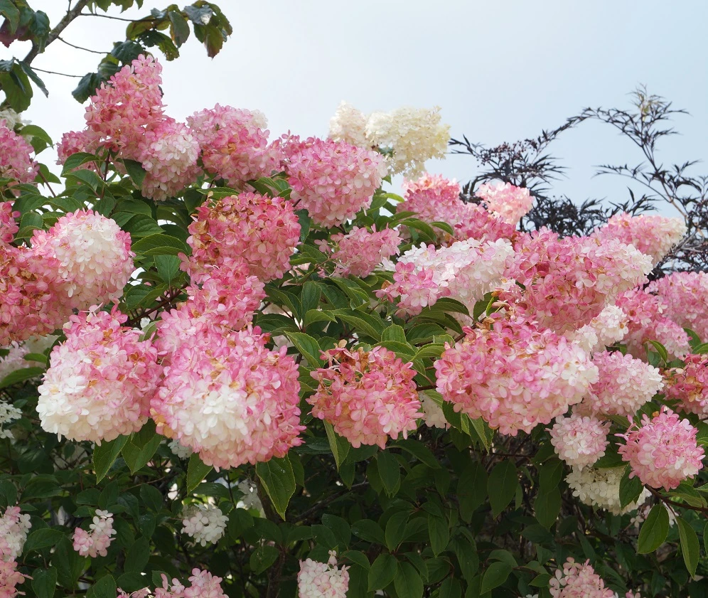 Rispenhortensie `Vanille-Fraise´ Hydrangea Paniculata `Vanille Fraise´ 3 Rispenhortensie `Vanille-Fraise´ Hydrangea Paniculata `Vanille Fraise´