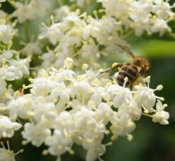 Holunder Haschberg Sambucus Nigra `Haschberg´ 12 Holunder Haschberg Sambucus Nigra `Haschberg´ -Pflanzen Verkauf DSC02737