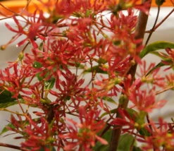 Sieben-Söhne-des-Himmels-Strauch Heptacodium Miconioides -Pflanzen Verkauf DSC02842