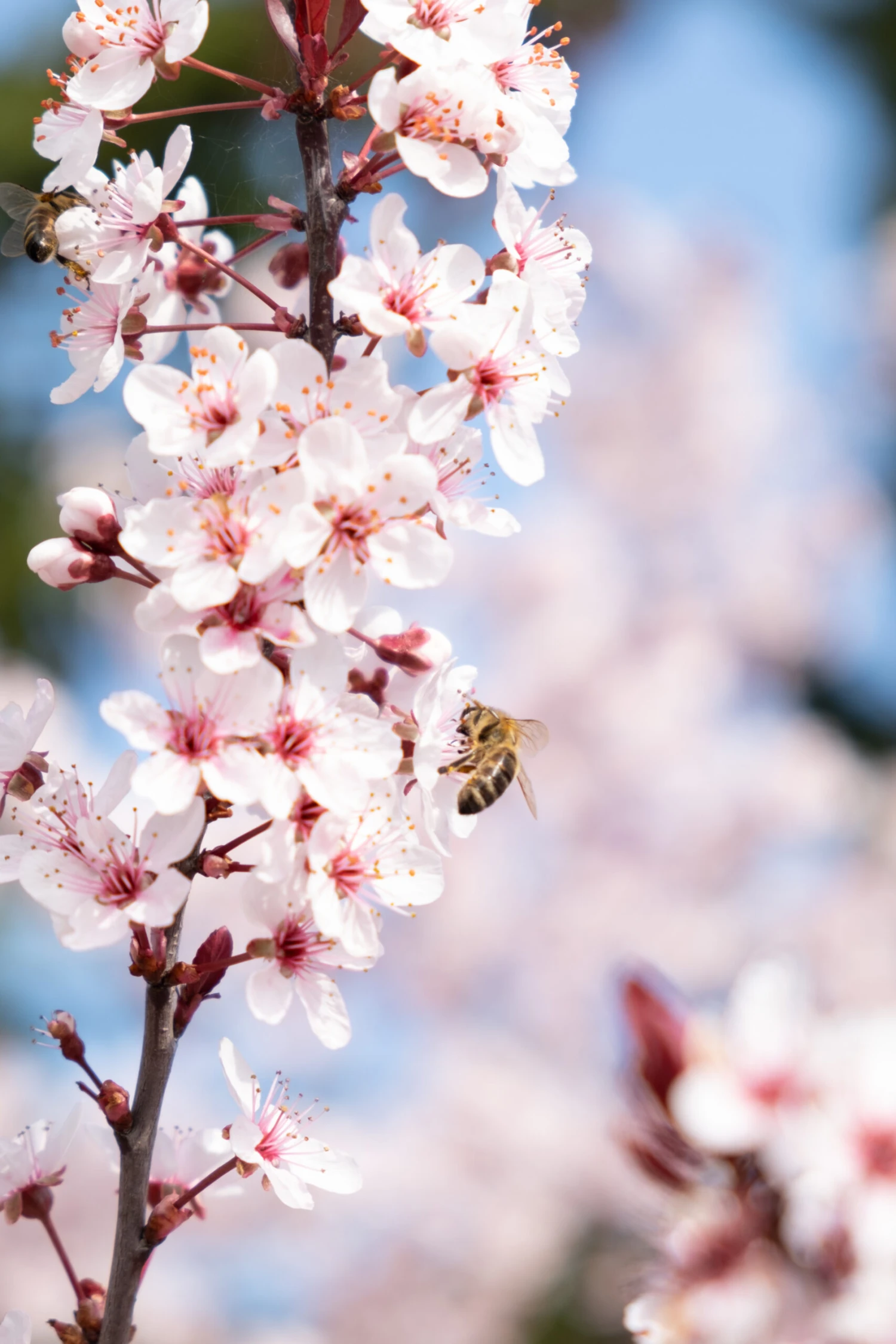 Zwergblutpflaume Prunus Cistena 4 Zwergblutpflaume Prunus Cistena – Bild 2