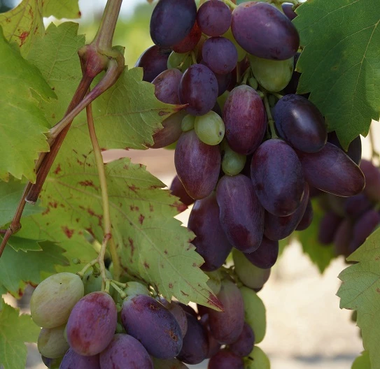 Weinrebe `Souvenir´ Vitis `Souvenir 4 Weinrebe `Souvenir´ Vitis `Souvenir – Bild 2