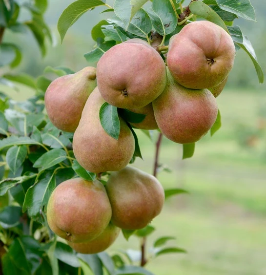 Säulenbirne `Decora´ (zweijährig) Pyrus Communis `Decora´ 3 Säulenbirne `Decora´ (zweijährig) Pyrus Communis `Decora´