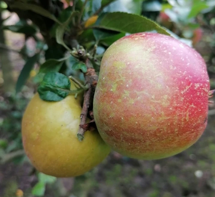 Zwergapfel Delgrina (R) Malus Domestica `Delgrina´ 4 Zwergapfel Delgrina (R) Malus Domestica `Delgrina´ – Bild 2