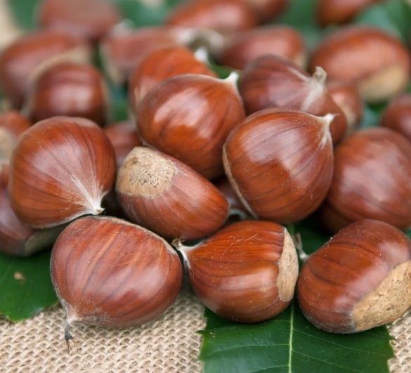 Esskastanie `Doré De Lyon´ Castanea Sativa `Dore De Lyon´ 3 Esskastanie `Doré De Lyon´ Castanea Sativa `Dore De Lyon´