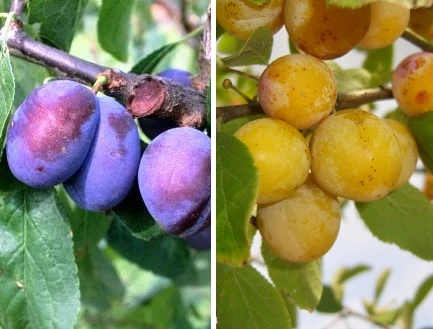 Duo-Obst, Hauszwetsche & Nancy Mirabelle Prunus Domestica 3 Duo-Obst, Hauszwetsche & Nancy Mirabelle Prunus Domestica