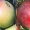 Duo-Apfelbaum `James Grieve´ & `Finkenwerder Prinz´ Malus Domestica 2 Duo-Apfelbaum `James Grieve´ & `Finkenwerder Prinz´ Malus Domestica -Pflanzen Verkauf Duo James GRieve und Roter Boskoop 1