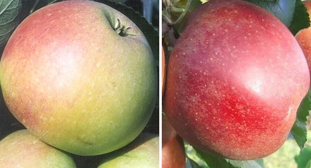 Duo-Apfelbaum `James Grieve´ & `Finkenwerder Prinz´ Malus Domestica 3 Duo-Apfelbaum `James Grieve´ & `Finkenwerder Prinz´ Malus Domestica