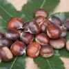 Ecker 1 - Selbstfruchtbare Esskastanie Castanea Sativa `Ecker1´ 1 Ecker 1 - Selbstfruchtbare Esskastanie Castanea Sativa `Ecker1´ -Pflanzen Verkauf Ecker 1